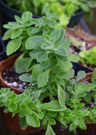 Sow Exotic Vicks Plant herb in a coconut coir pot, showcasing its green, textured leaves and compact growth.
