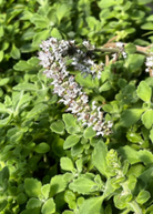 Vicks Plant herb in a coconut coir pot, showcasing its fuzzy green leaves, from Sow Exotic.