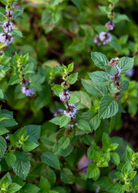 Vietnamese Mint herb in coconut coir pot by Sow Exotic, showcasing vibrant green leaves and fresh foliage.