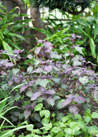 Vietnamese Perilla herb in coconut coir pot, showcasing vibrant green leaves of Lá Tía Tô (Perilla frutescens) by Sow Exotic