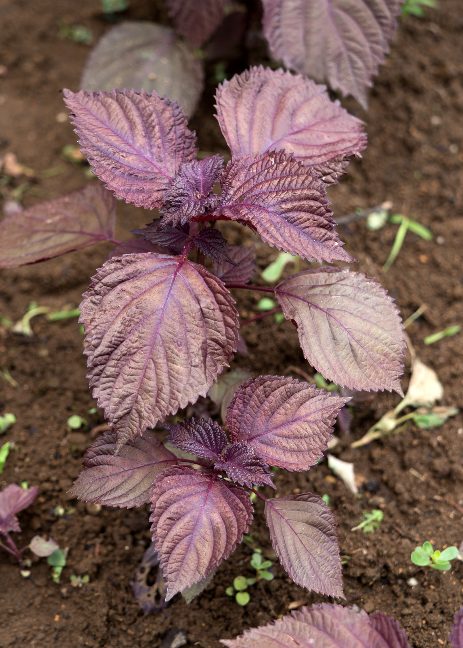 Vietnamese Perilla herb in a coconut coir pot, healthy green leaves, grown by Sow Exotic.