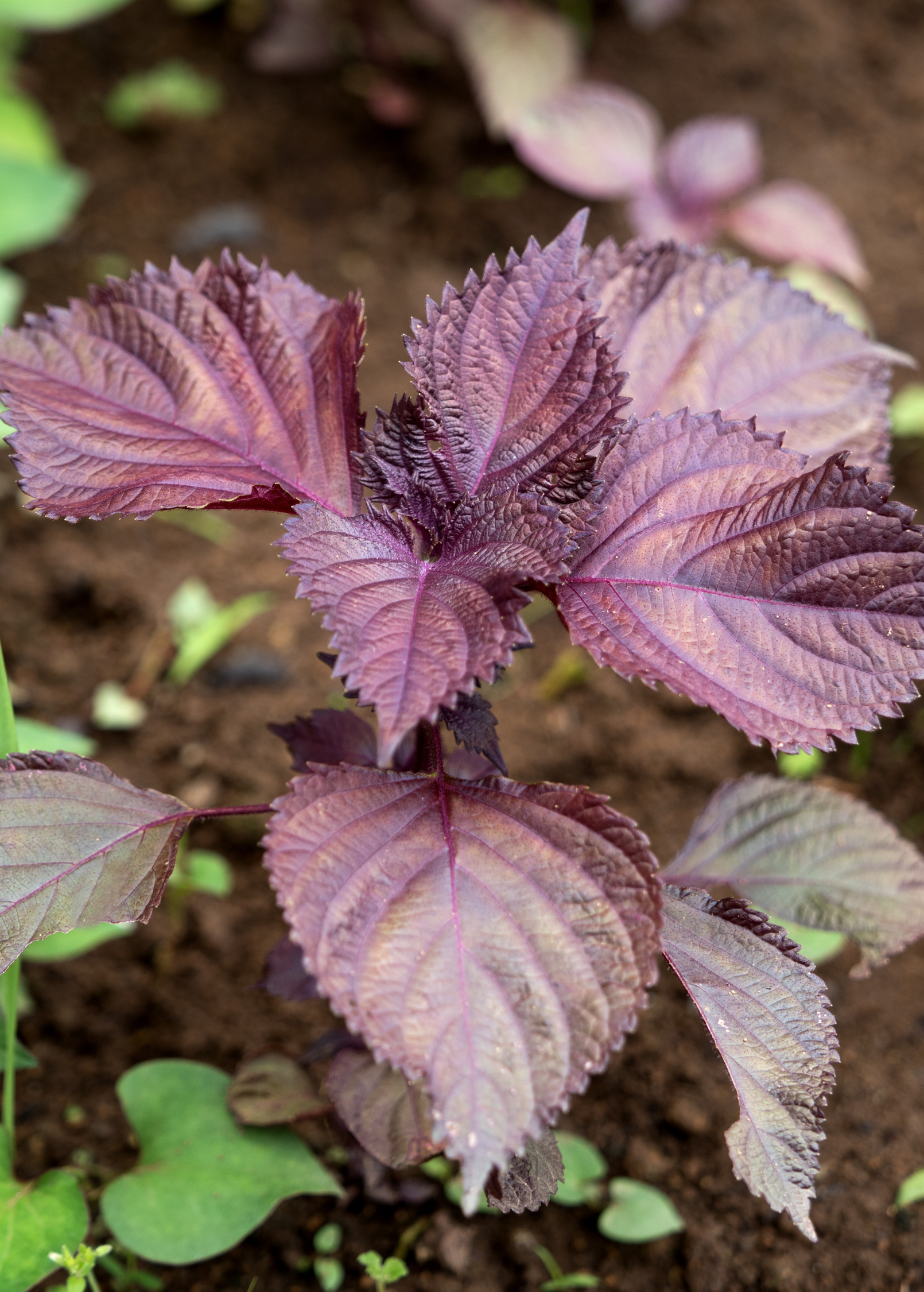 Vietnamese Perilla herb plant in coconut coir pot, showcasing vibrant green leaves of Lá Tía Tô (Perilla frutescens) by Sow Exotic.