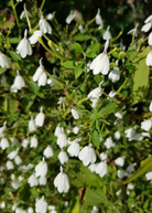 White Crane Flower herb in a coconut coir pot, with green leaves and delicate white blossoms, grown by Sow Exotic.