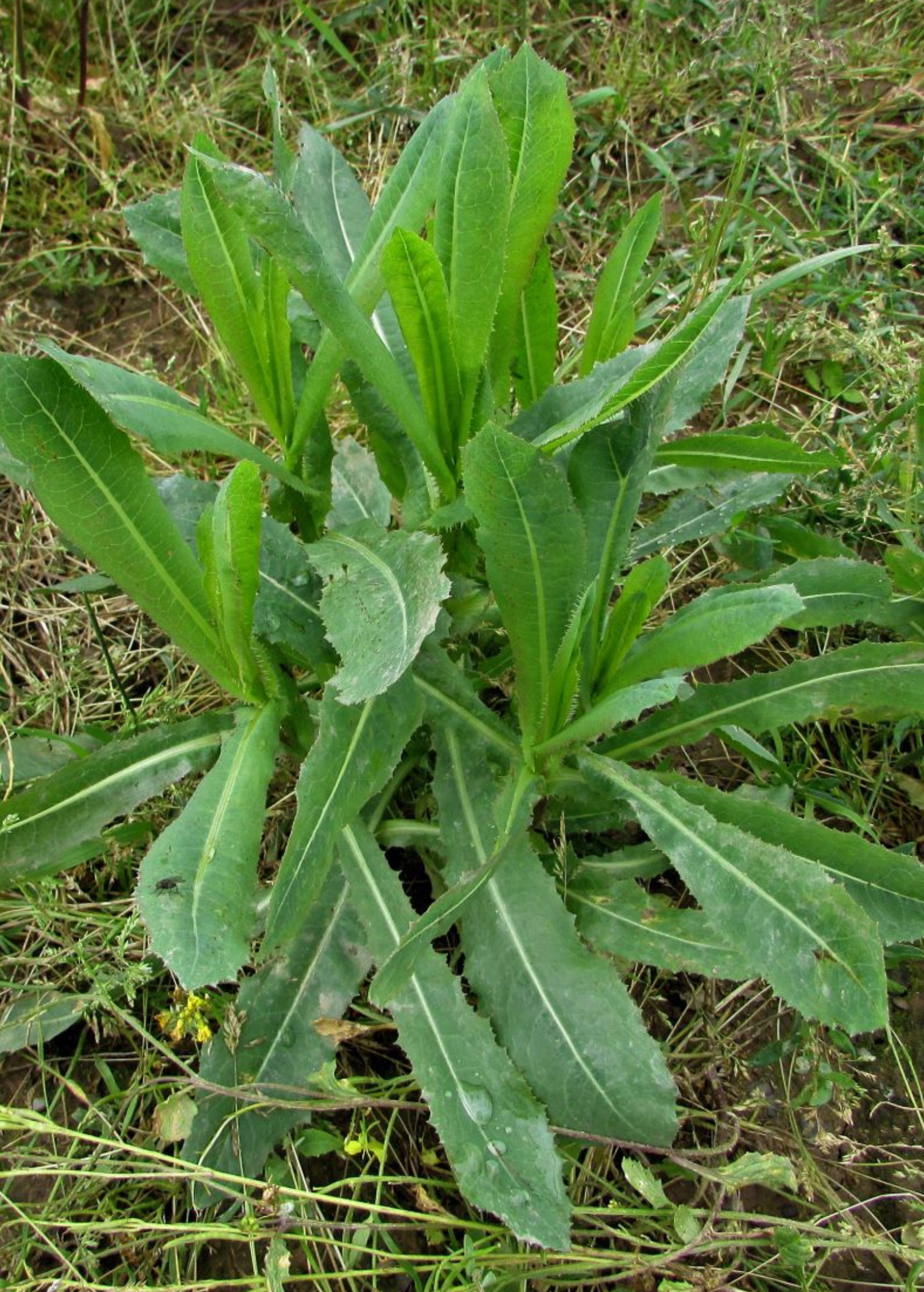 Wild Lettuce herb in a medium coconut coir pot, showcasing lush green leaves and healthy growth.
