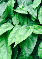 Herb Sow Exotic Yanang grass jelly vine Tiliacora triandra in a coconut coir pot, showcasing its leafy green vine.