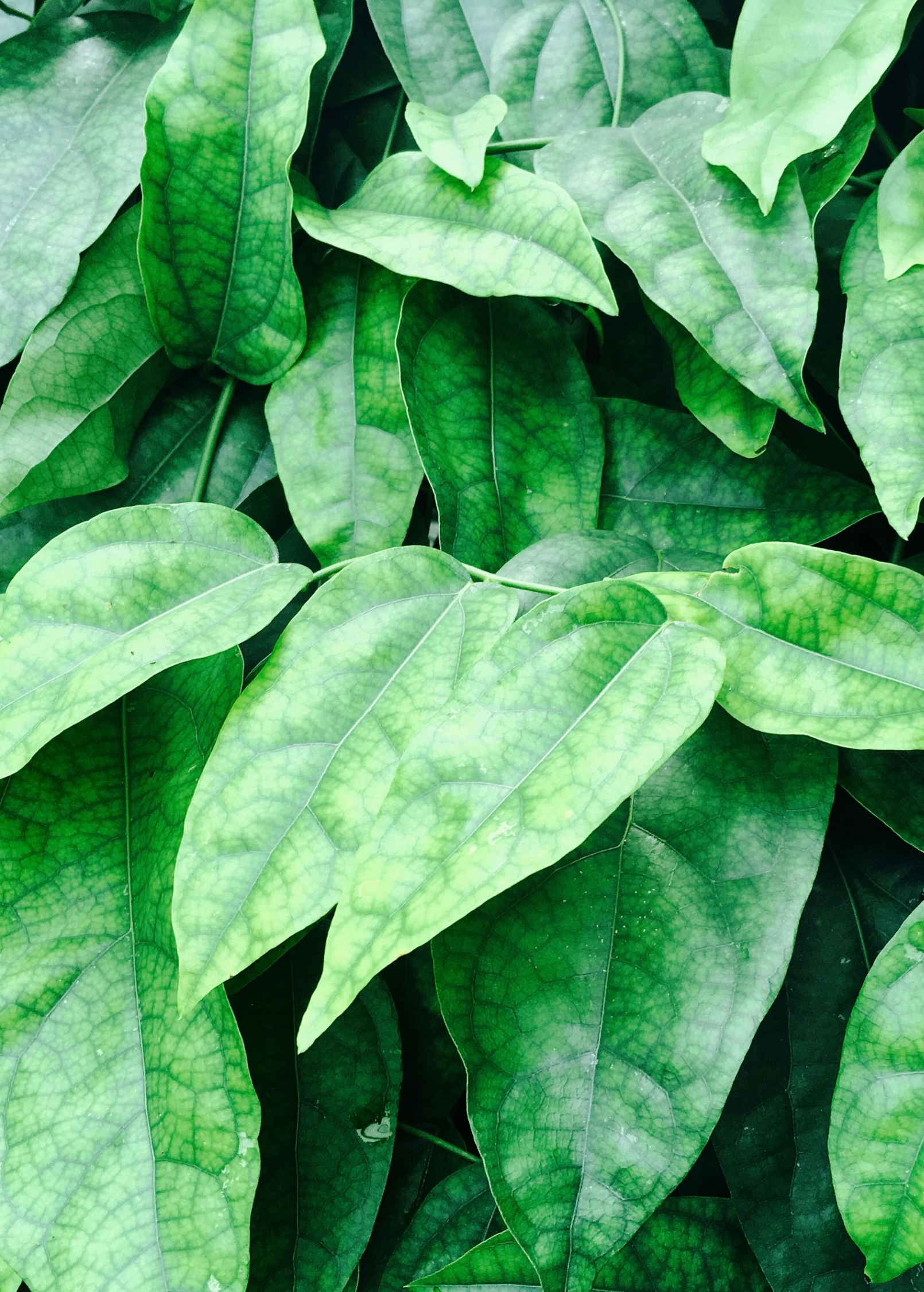 Herb Sow Exotic Yanang grass jelly vine Tiliacora triandra in a coconut coir pot, showcasing its leafy green vine.