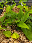 Herb plant in a coconut coir pot labeled Yanang Grass Jelly Vine Tiliacora triandra by Sow Exotic