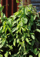 Herb plant in a coconut coir pot labeled Yanang or Grass Jelly Vine (Tiliacora triandra) from Sow Exotic.