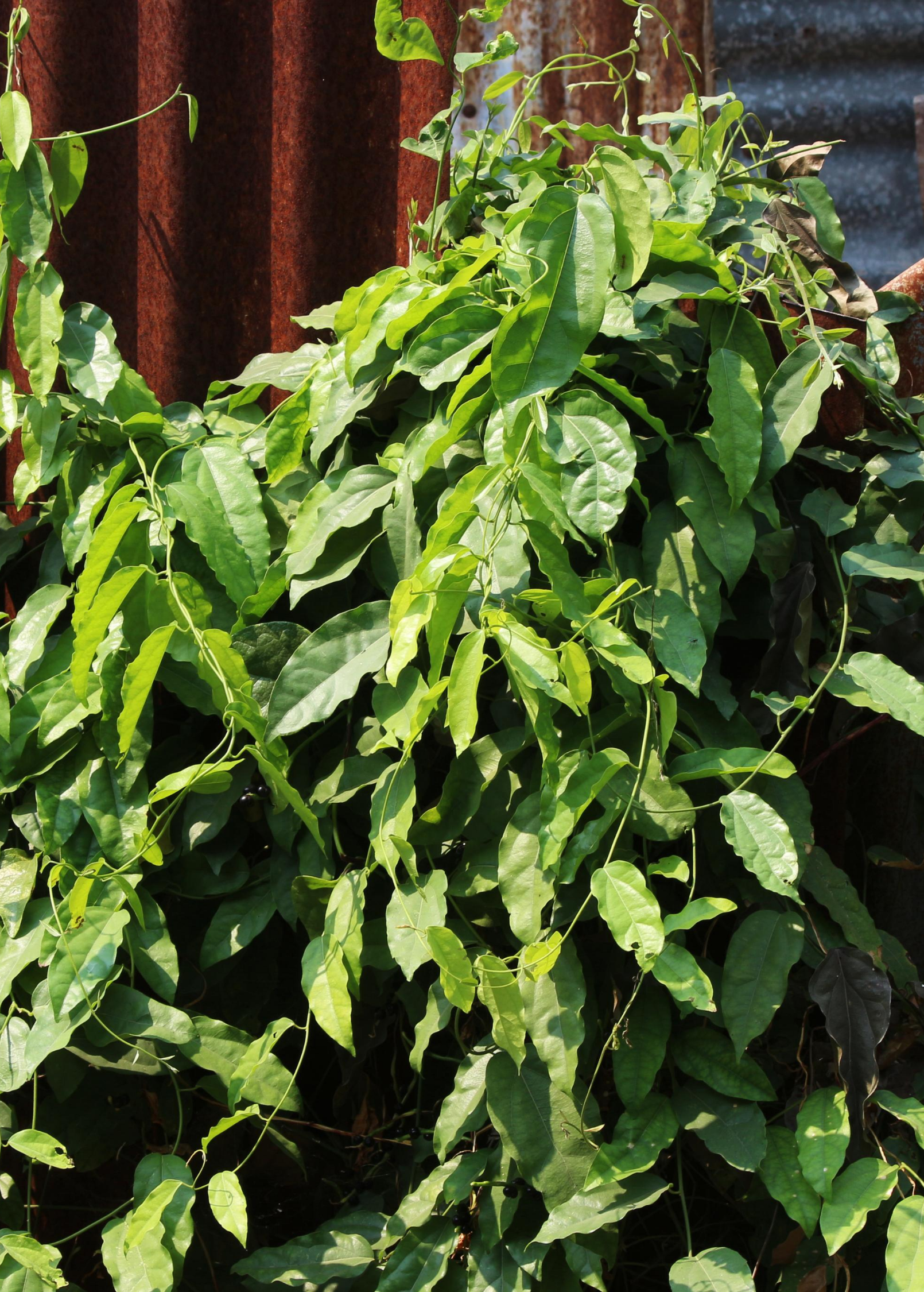 Herb plant in a coconut coir pot labeled Yanang or Grass Jelly Vine (Tiliacora triandra) from Sow Exotic.