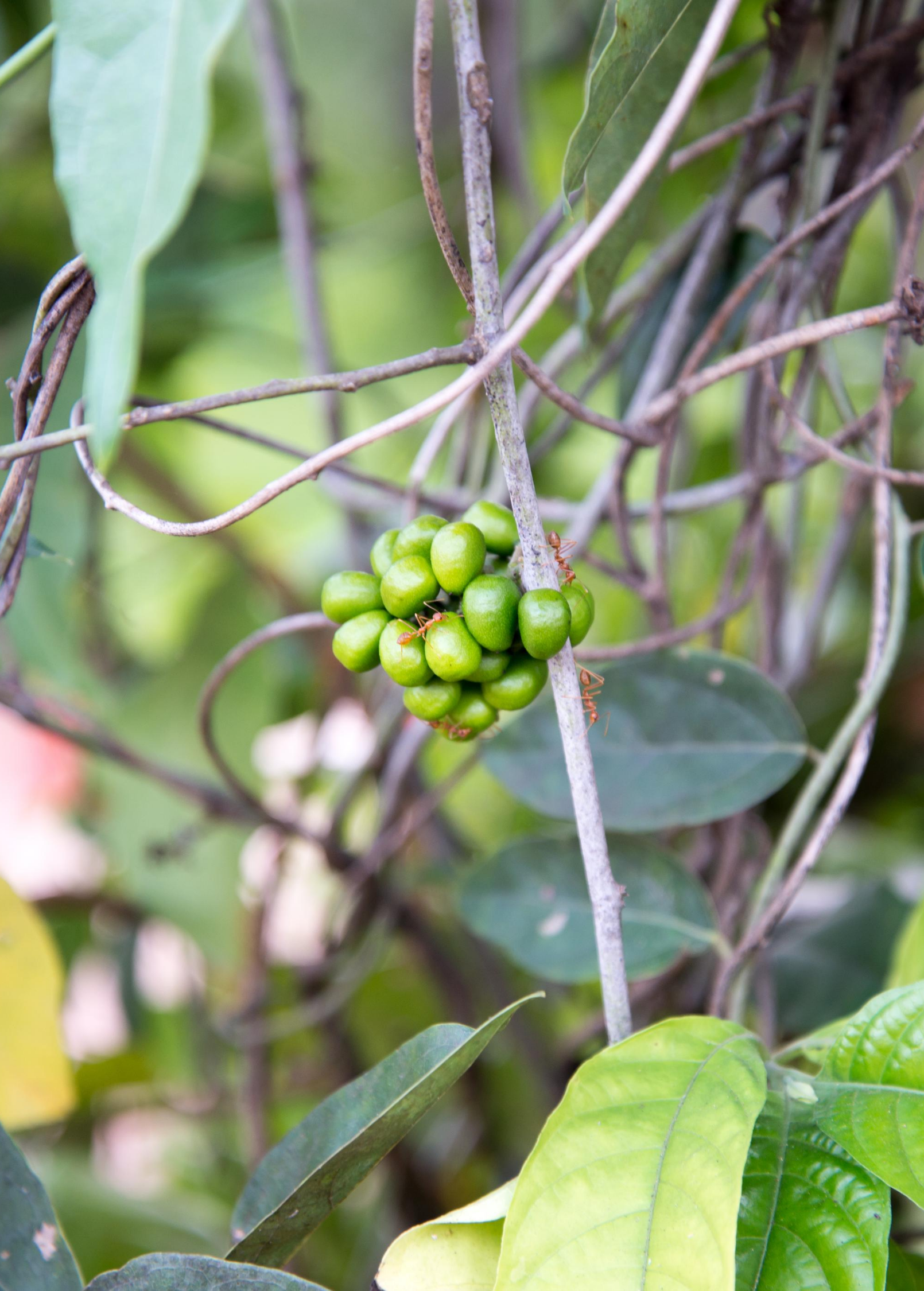 Herb plant Yanang, Grass Jelly Vine (Tiliacora triandra) in a coconut coir pot, grown by Sow Exotic.