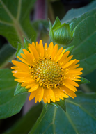 Yellow Earth Apple herb in coconut coir pot, showing green leaves and yellow-tinted stems, cultivated by Sow Exotic.