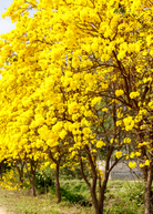 Yellow Tabebuia herb in a coconut coir pot, showcasing vibrant yellow flowers and green foliage.
