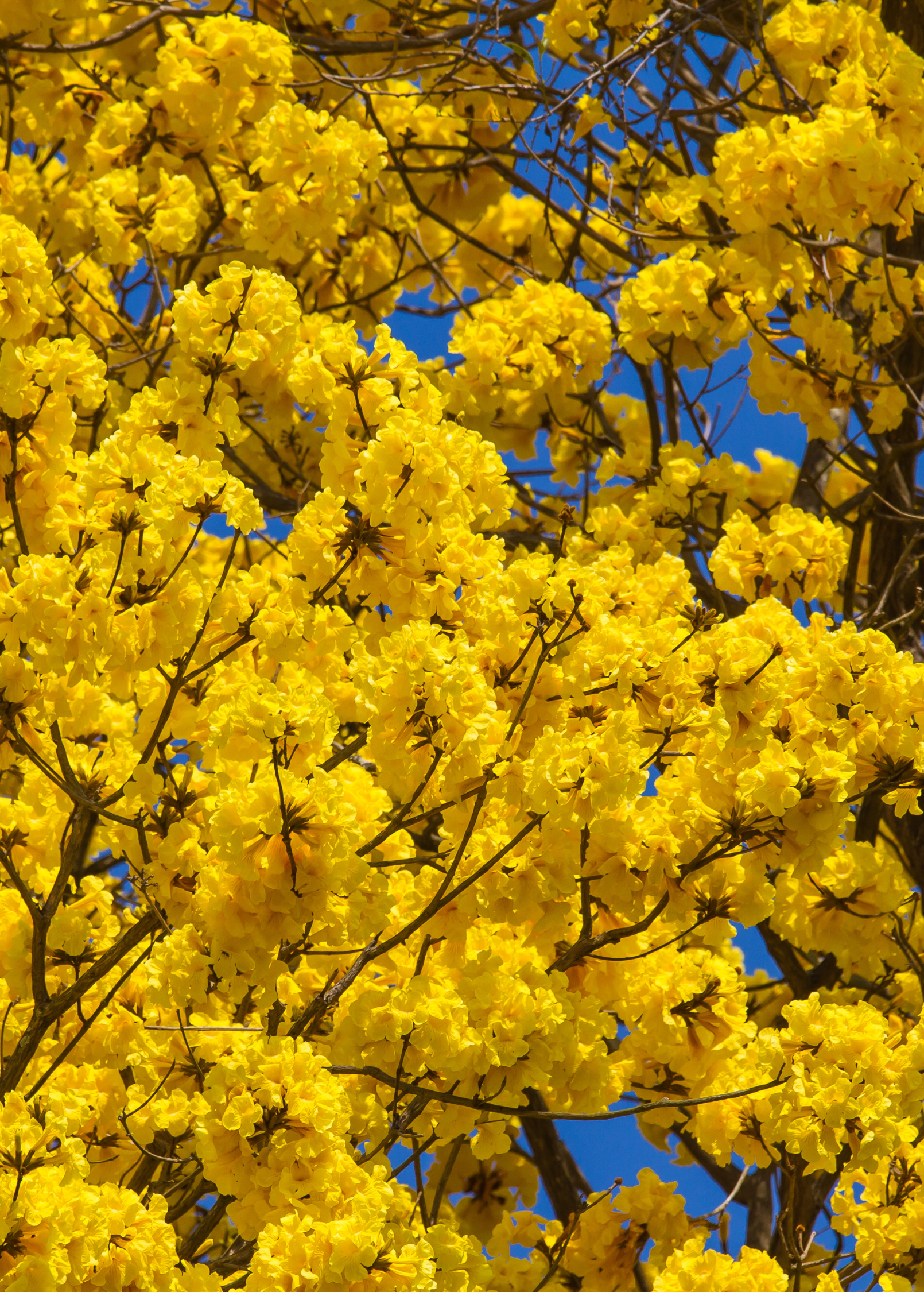 Yellow Tabebuia herb in a coconut coir pot, showcasing vibrant yellow blossoms and lush green foliage.