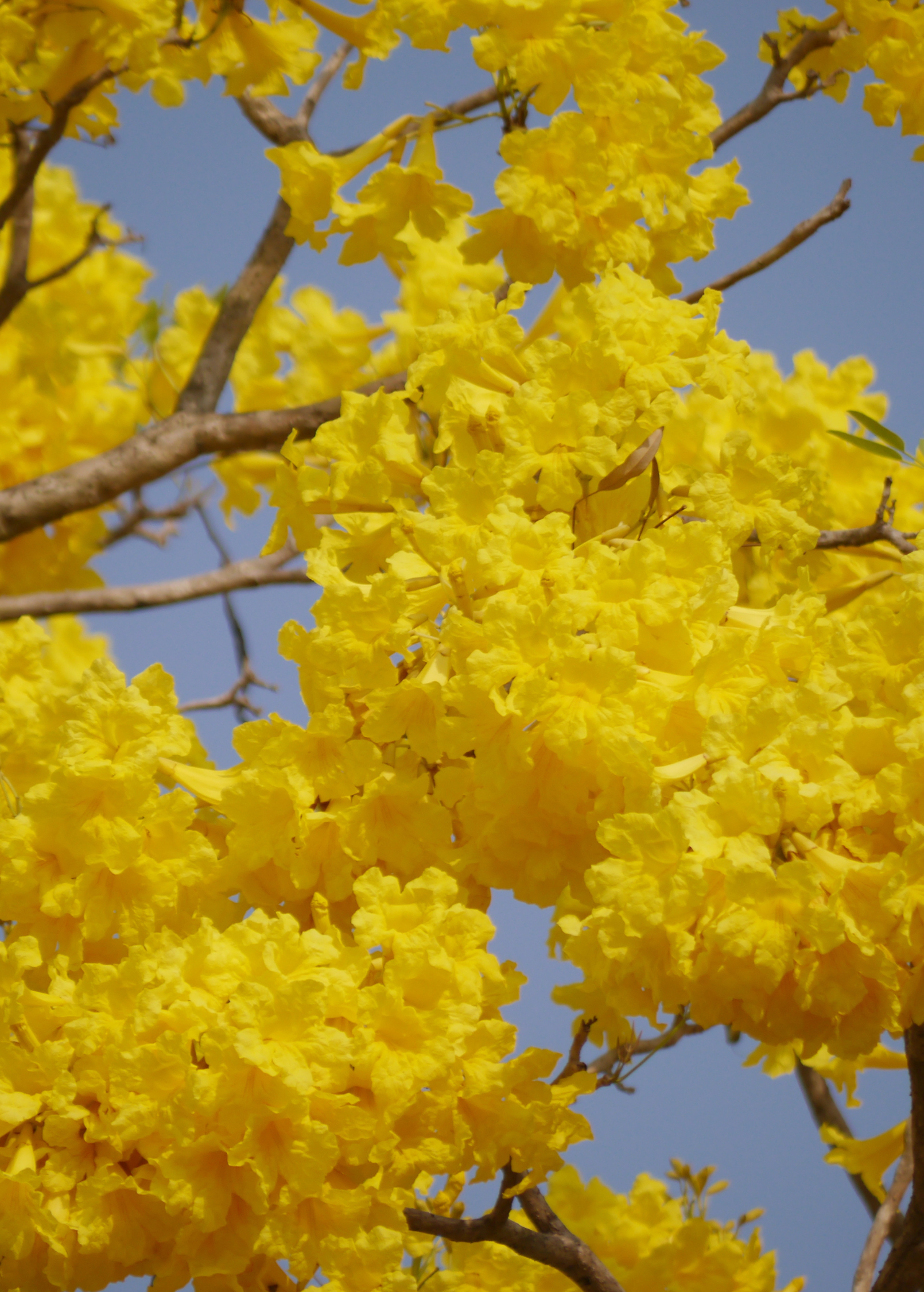 Yellow Tabebuia herb potted in coconut coir, showcasing vibrant yellow flowers and green foliage from Sow Exotic.