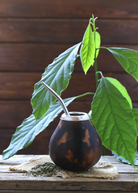 Sow Exotic Yerba Mate herb in a coconut coir pot, showcasing green Ilex paraguariensis leaves for brewing tea or drinks.