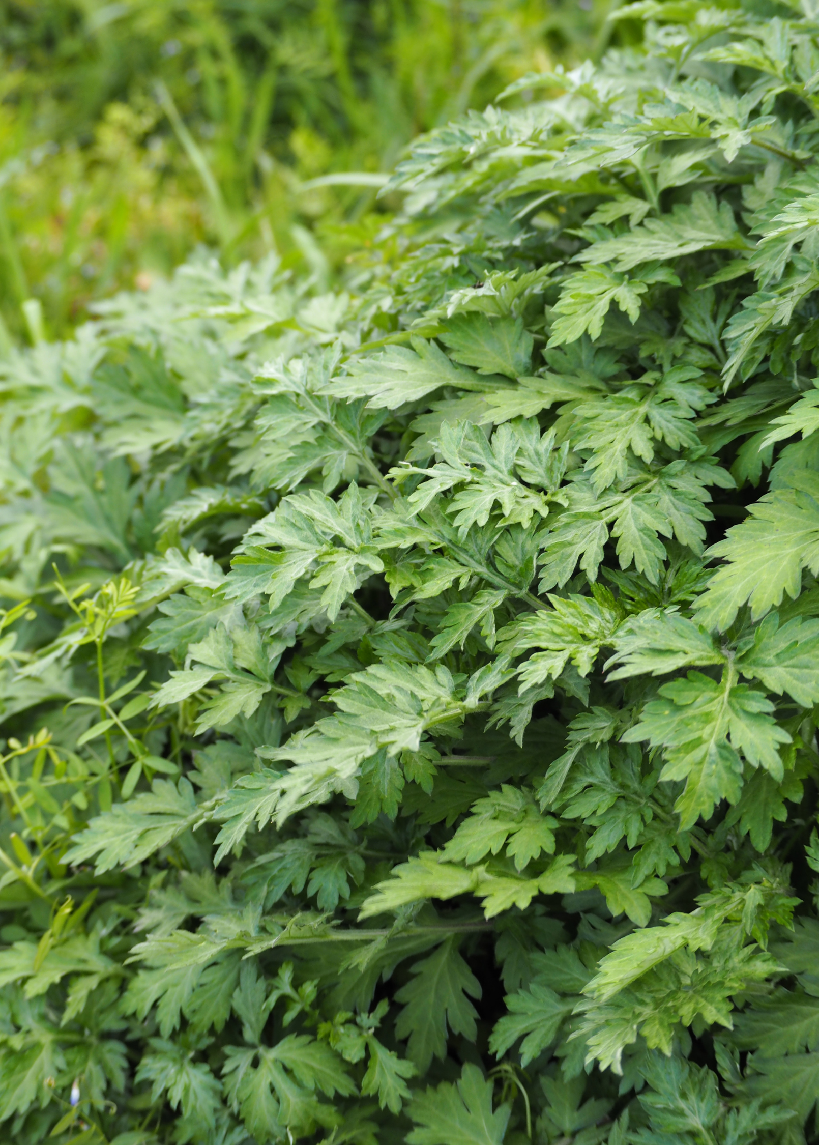 Yomogi Artemisia princeps herb in a coconut coir pot, grown by Sow Exotic, with lush green leaves and aromatic foliage.