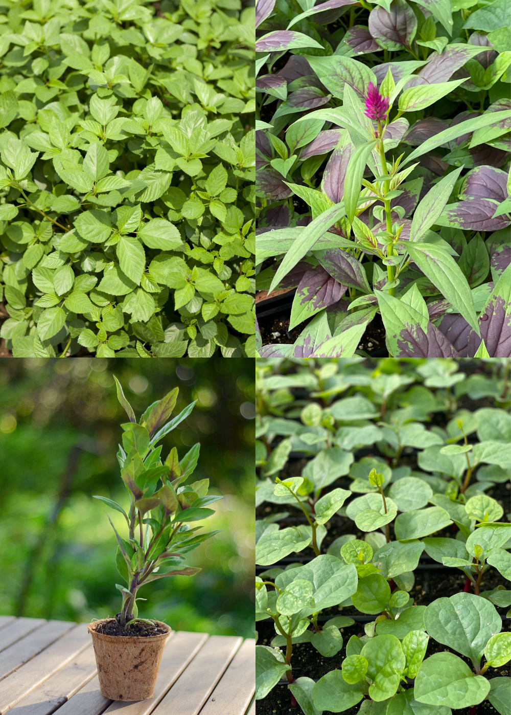 Summer Greens Bundle herbs in coconut coir pots including Malabar Spinach, Molokhia, Longevity Spinach, and Lagos Spinach by Sow Exotic
