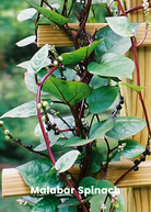 Summer Greens Bundle herb from Sow Exotic featuring Malabar Spinach, Molokhia, Longevity Spinach, and Lagos Spinach in coconut coir pots.