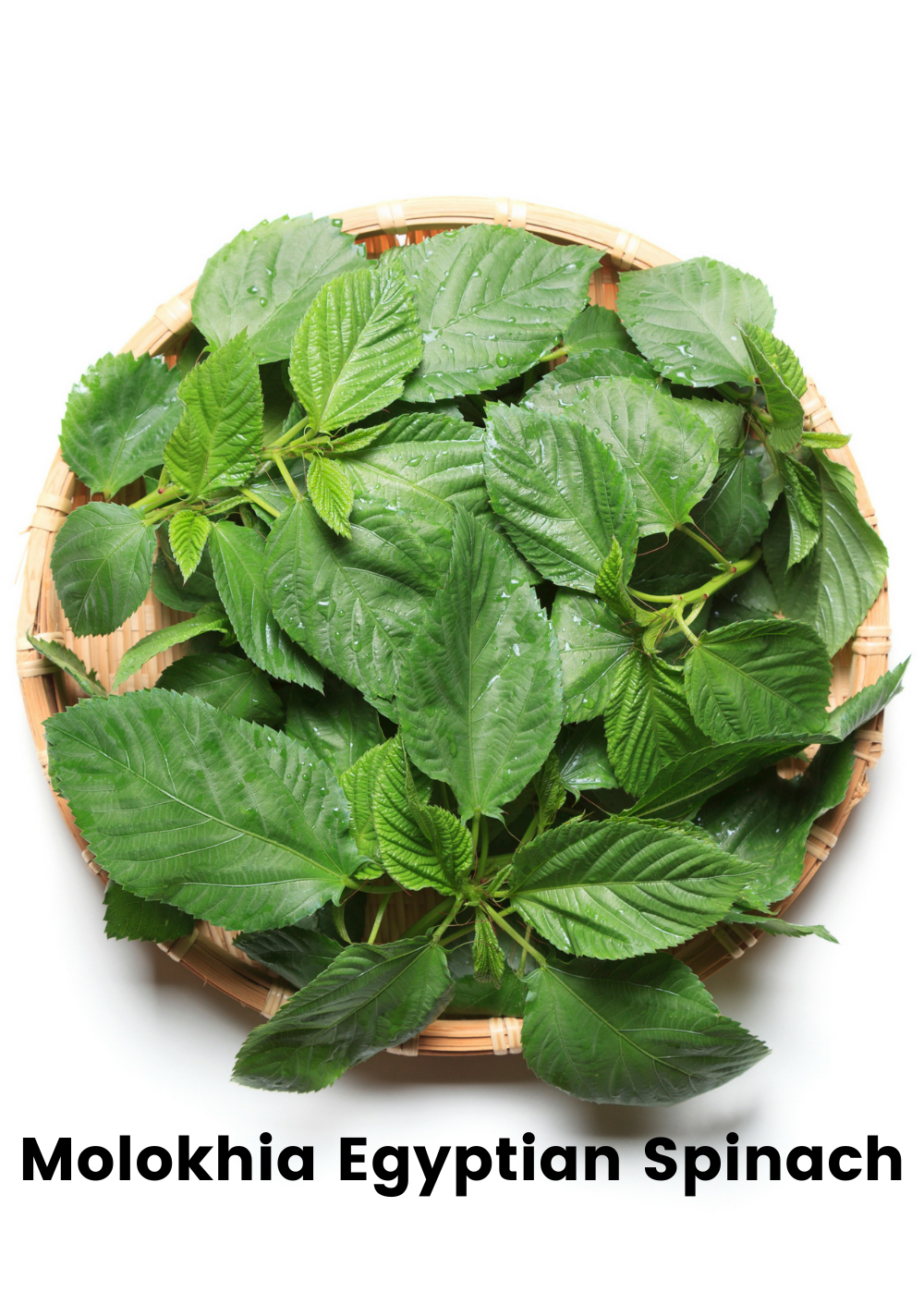 Summer Greens Bundle with Malabar Spinach, Molokhia, Longevity Spinach, and Lagos Spinach in coconut coir pots by Sow Exotic.
