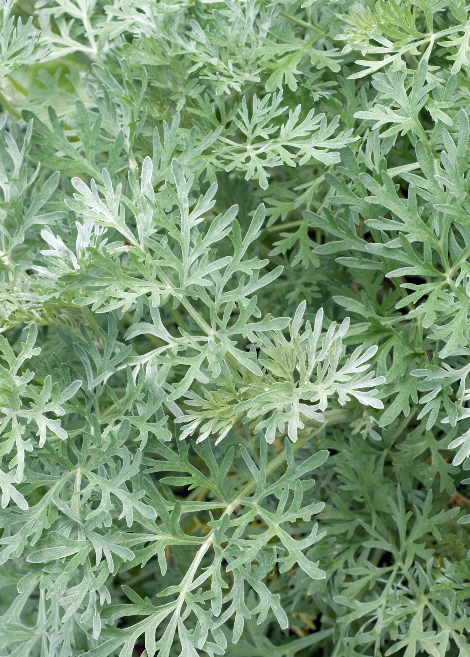 Davana herb plant in a pot, showing green foliage and small leaves, from Sow Exotic brand.