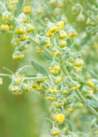 Davana herb plant in a pot by Sow Exotic, showing green aromatic leaves of Artemisia pallens in a medium-sized pot.