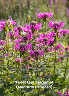 Bergamot Bundle with Lemon and Sweet Leaf Bergamot herb plants in grow pots by Sow Exotic, ready for planting.