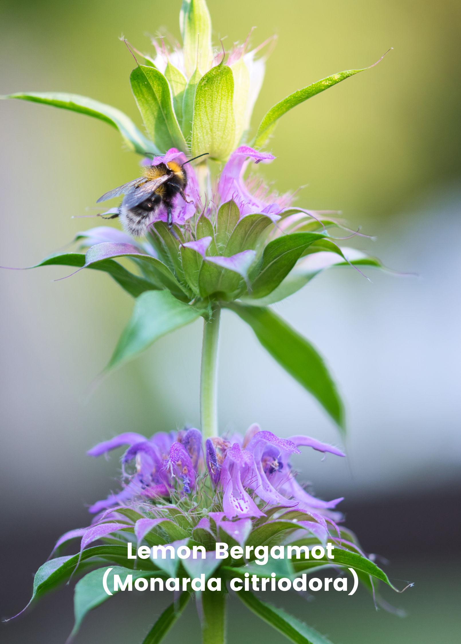 Bergamot Bundle with Lemon and Sweet Leaf bergamot herb plants in pots, from Sow Exotic. Green herbs with vibrant leaves.