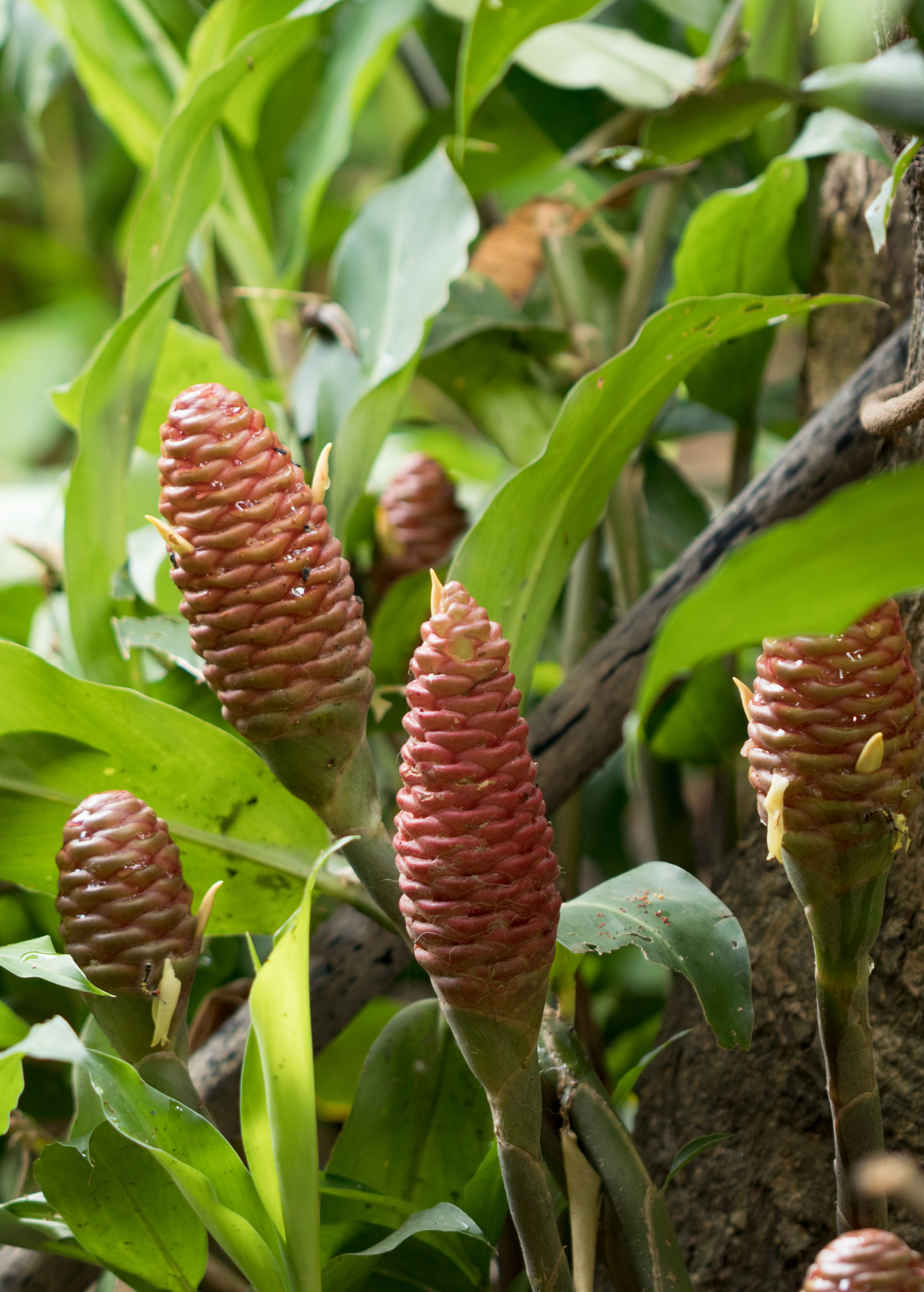 Set of two bare root Awapuhi Ginger (Zingiber zerumbet) herb plants by Sow Exotic, showcasing leafy green rhizomes.
