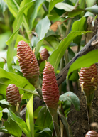 Set of two bare root Awapuhi Ginger (Zingiber zerumbet) herb plants by Sow Exotic, showcasing leafy green rhizomes.