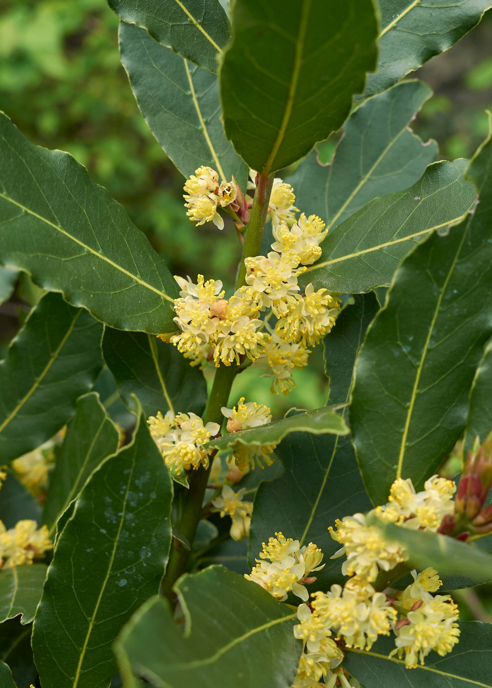 Fresh Bay Laurel herb in a coconut coir pot, showcasing glossy green bay leaf plant from Sow Exotic.