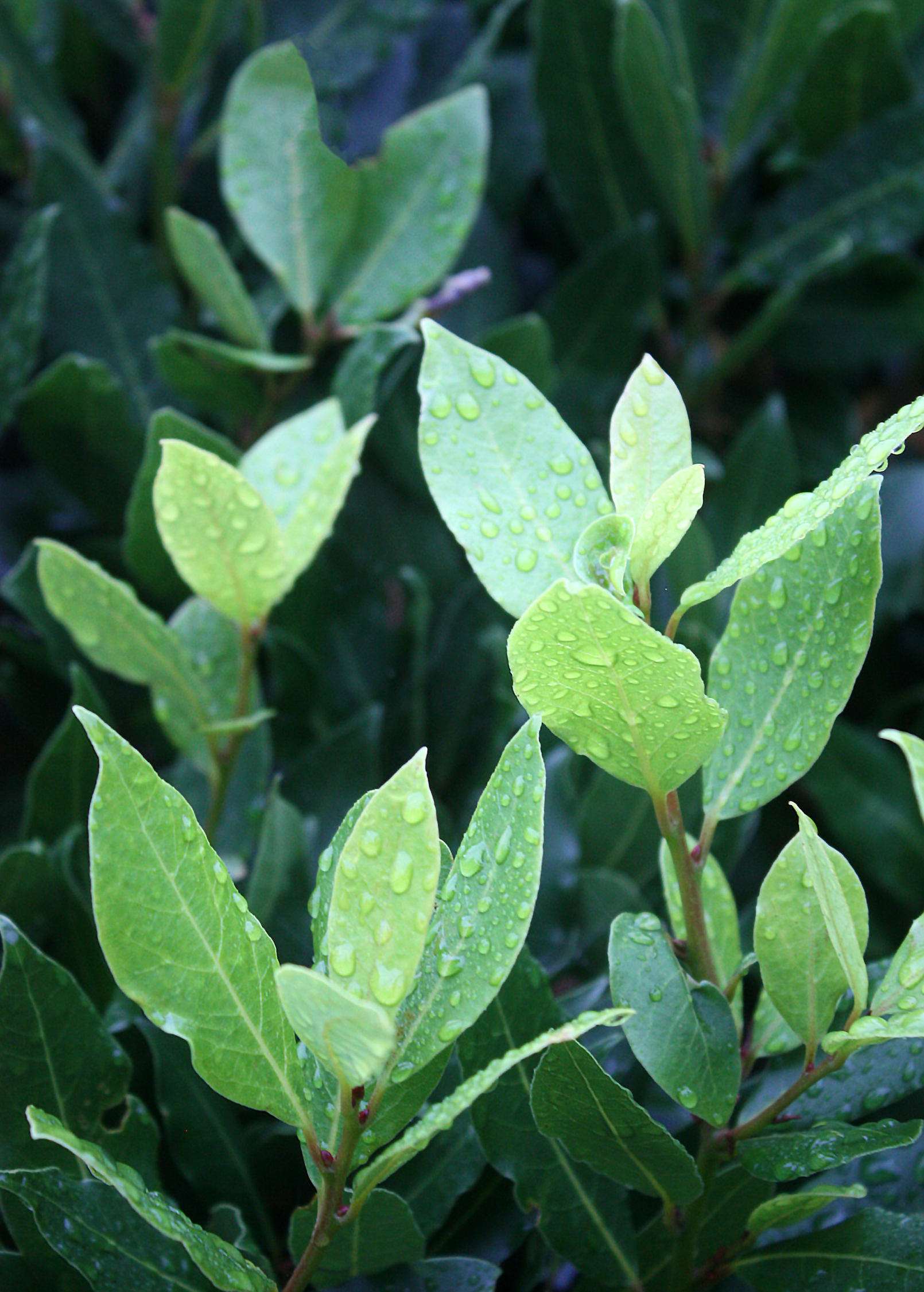 Fresh Bay Leaf herb in a coconut coir pot, showcasing lush green Laurus nobilis leaves from Sow Exotic.