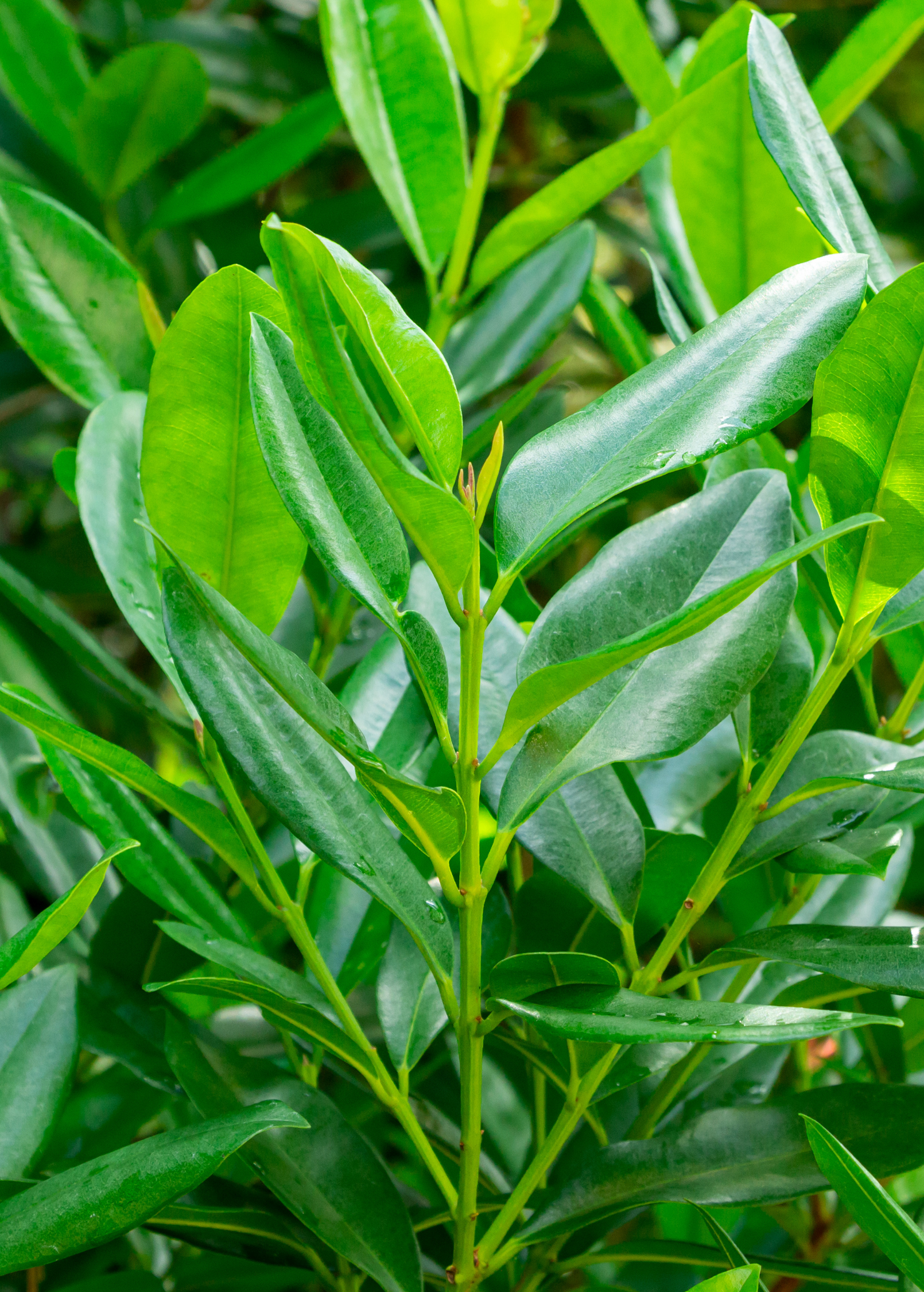 Sow Exotic Bay Rum herb plant in a coconut coir pot, showcasing green foliage and healthy growth.