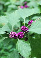 Two small peat pots containing Sow Exotic Beautyberry (Callicarpa americana) herb with green foliage and purple berries.