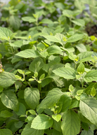 Two small peat pots with Sow Exotic Beautyberry (Callicarpa americana) herb, featuring lush green foliage and vibrant purple berries.