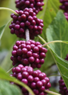 Two small peat pots with Sow Exotic Beautyberry (Callicarpa americana) herb, showcasing vibrant green foliage.