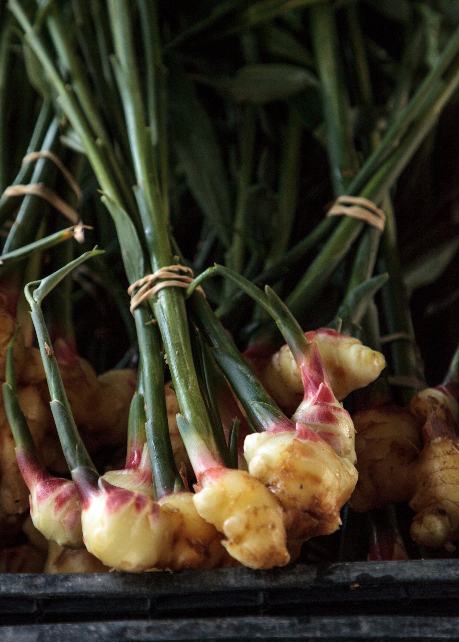 Yellow ginger herb in small peat pots, Sow Exotic brand, fresh Zingiber officinale plant ready for planting or display.