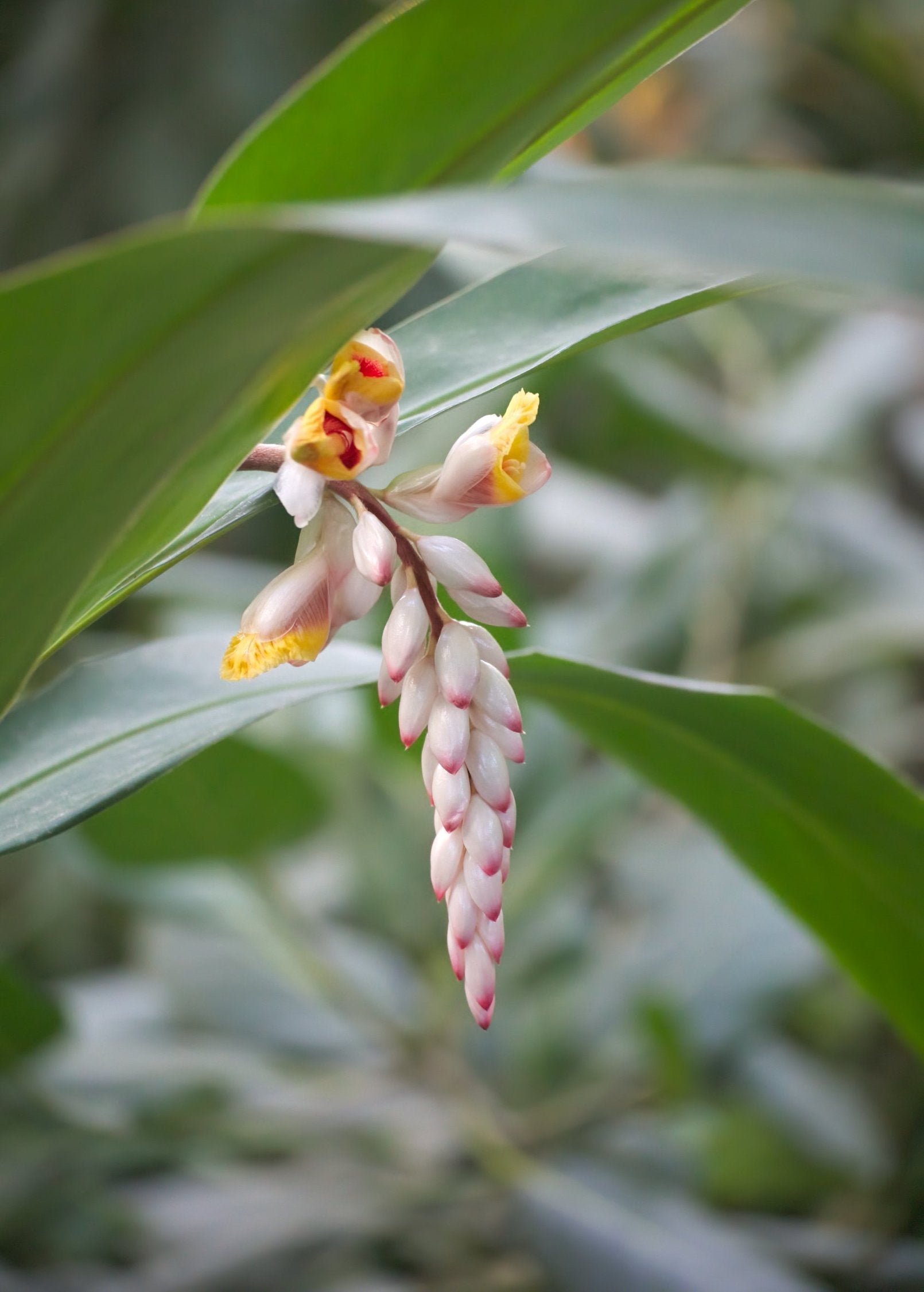 Yellow ginger herb plants in small peat pots, Sow Exotic brand, fresh and vibrant Zingiber officinale for culinary use.