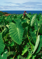 Two small peat pots of Sow Exotic Taro 'Chinese Bun Long' herb with lush green leaves, ready for planting.