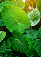 Two small peat pots with Taro 'Chinese Bun Long' Colocasia esculenta herb plants by Sow Exotic, showing lush green leafy shoots.