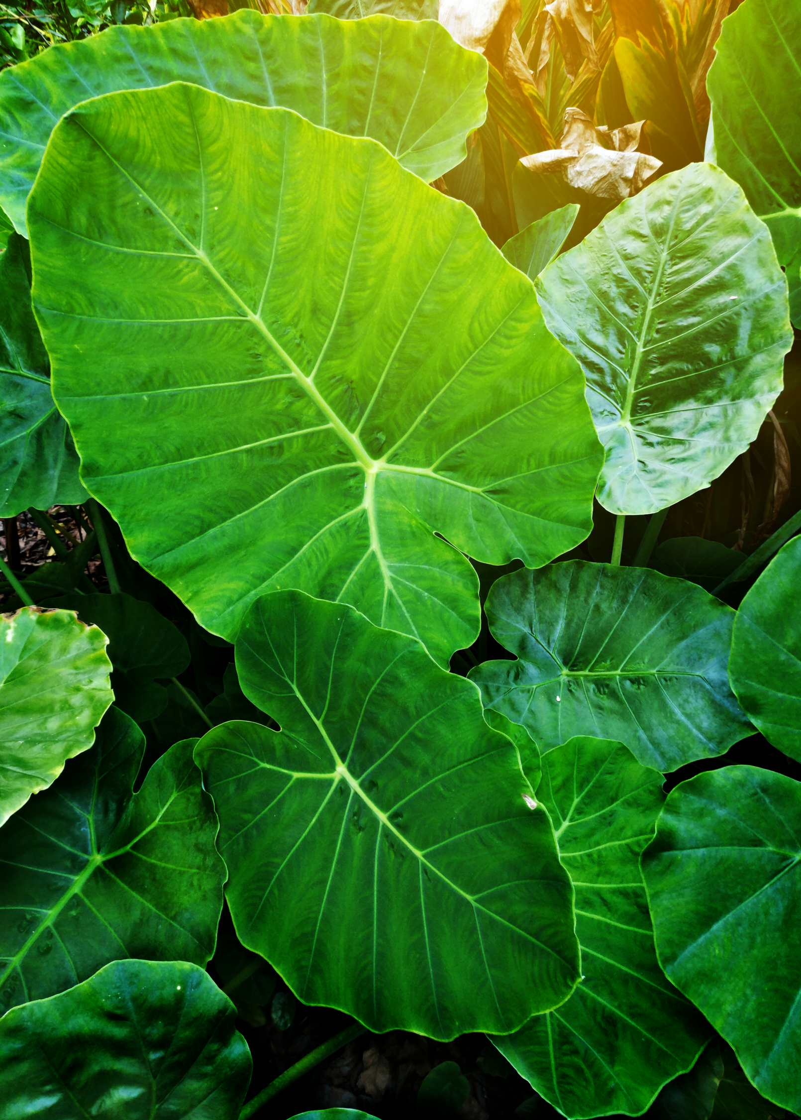 Two small peat pots with Taro 'Chinese Bun Long' Colocasia esculenta herb plants by Sow Exotic, showing lush green leafy shoots.