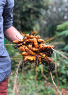 Two small peat pot herbs of turmeric orange (Curcuma longa) from Sow Exotic, showcasing vibrant orange-tinted leaves.
