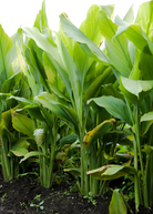 Two small peat pots with fresh turmeric orange herb (Curcuma longa) plants from Sow Exotic.
