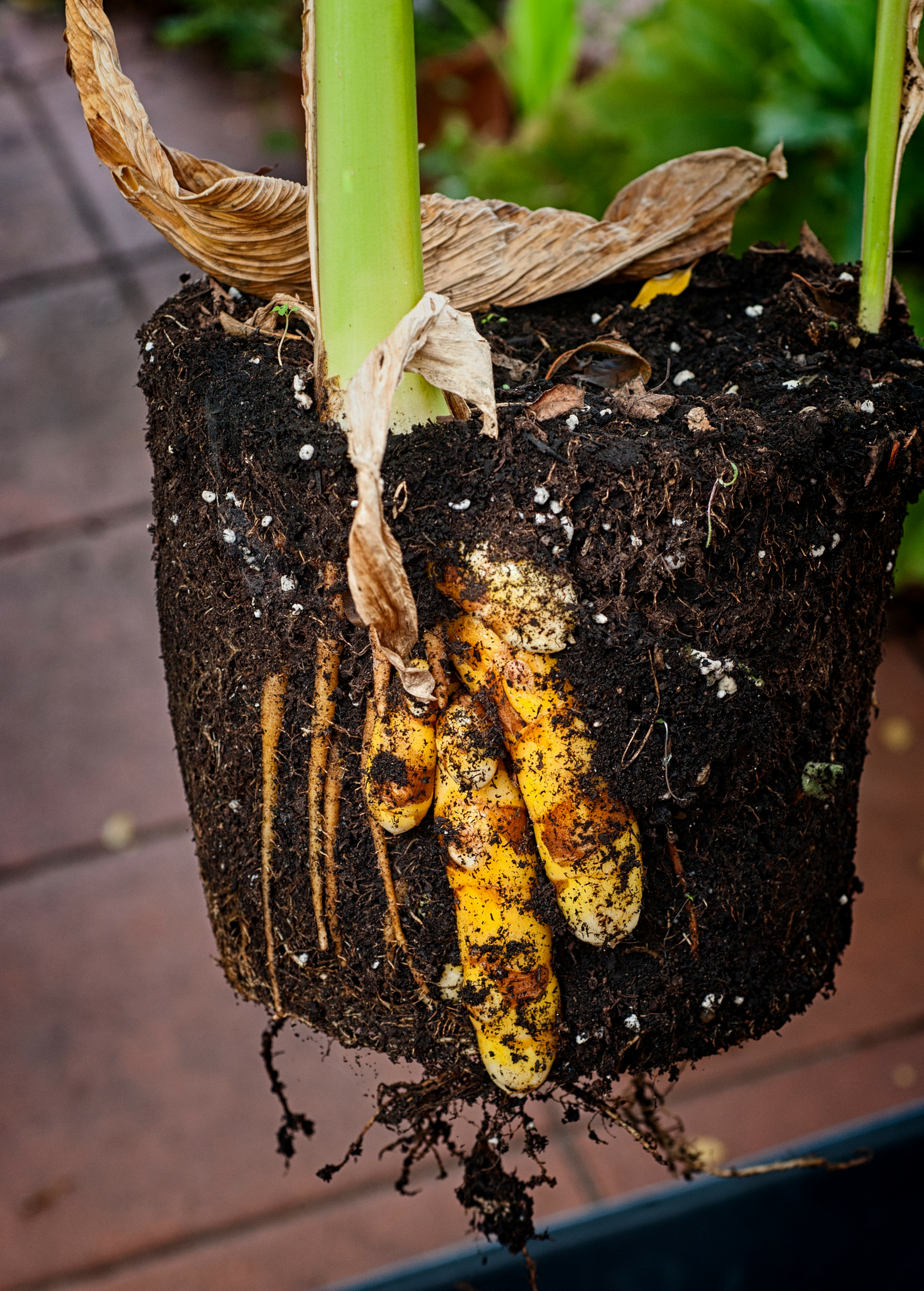 Two small peat pot herbs of turmeric with orange leaves, from Sow Exotic, showcasing fresh Curcuma longa plants.