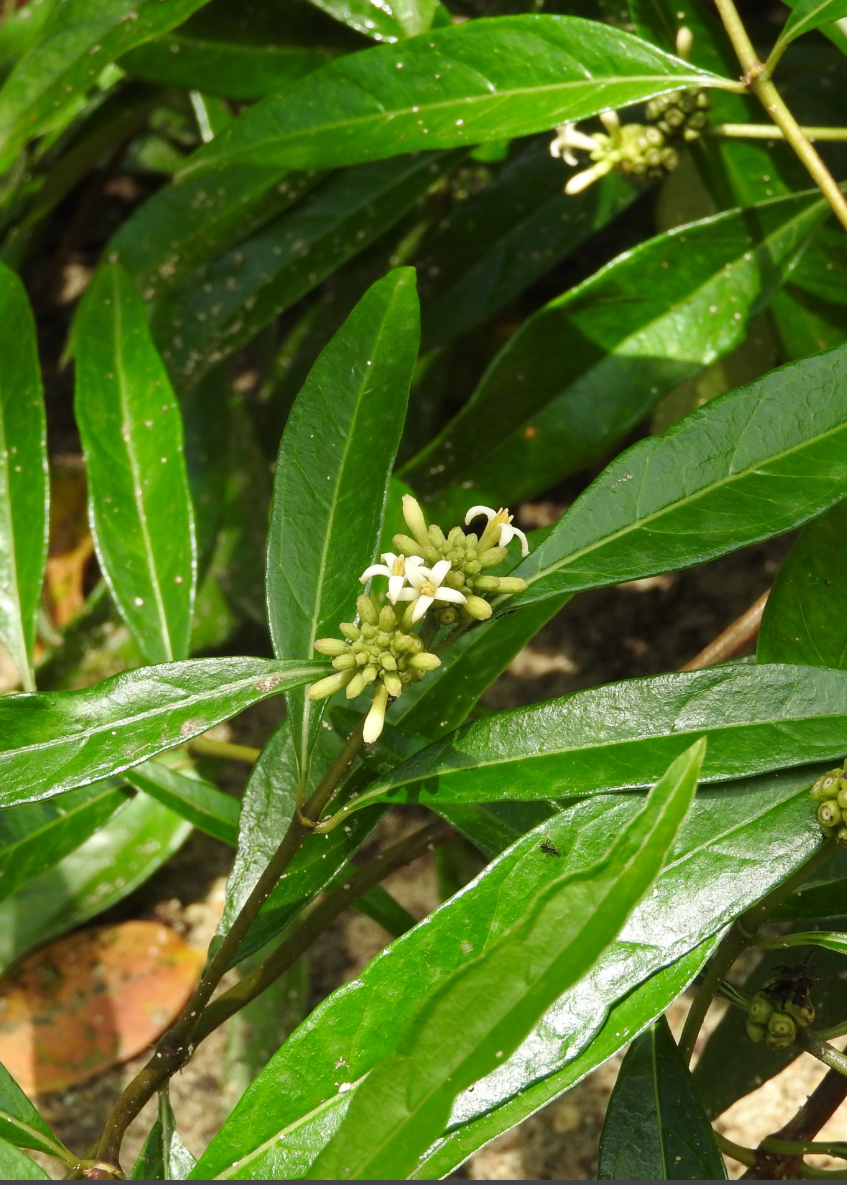 Large Sow Exotic Mouse’s Pineapple herb in a nursery pot, showcasing green, leafy foliage of the Morinda royoc plant.
