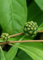 Large Sow Exotic Herb Mouse’s Pineapple (Morinda royoc) in a nursery pot, showcasing its leafy tropical foliage.