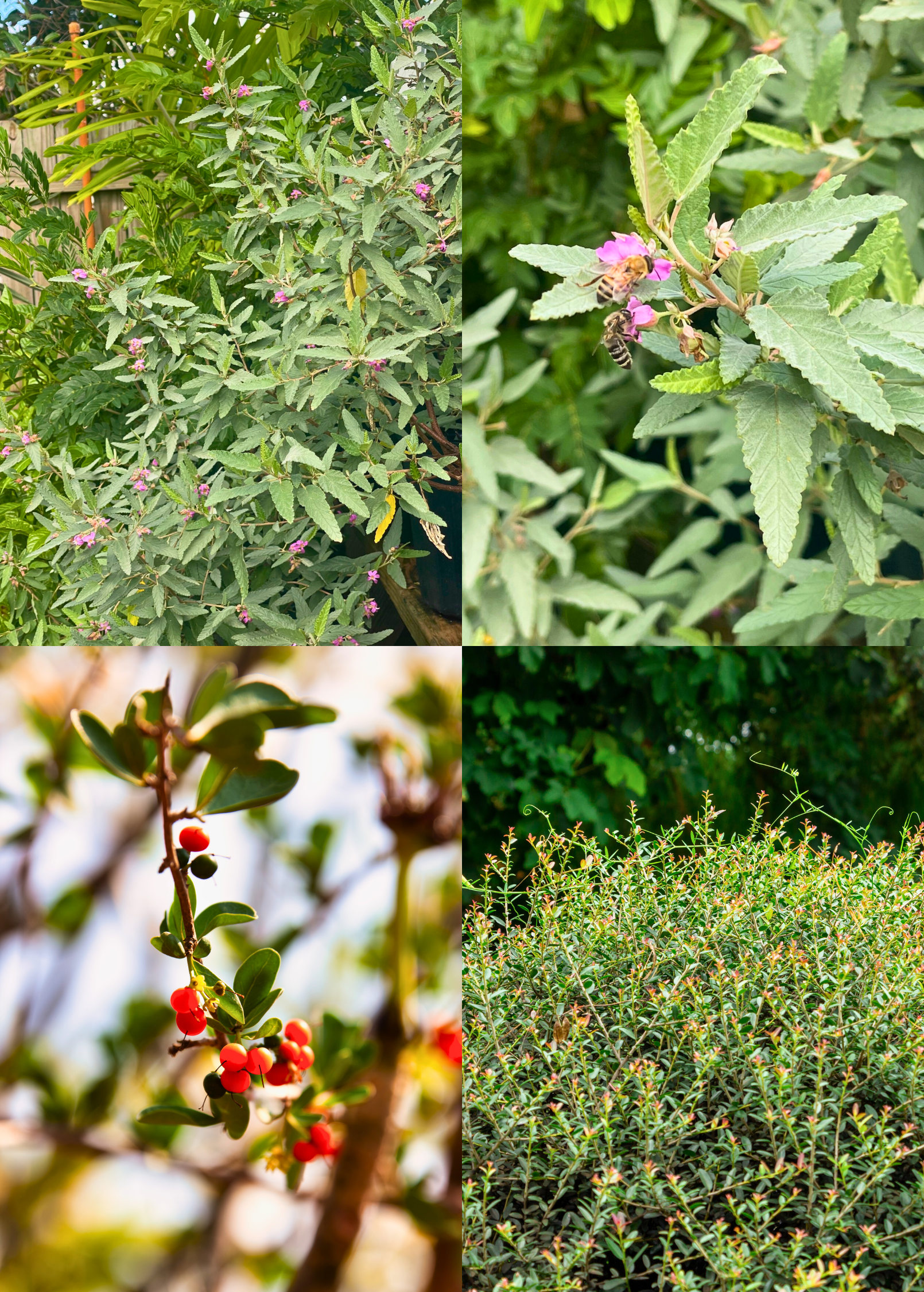 Florida Native Tea Duo with Yaupon Holly and Florida Native Tea Bush herb plants in large nursery pots by Sow Exotic.