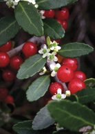Florida Native Tea Duo herb set featuring Yaupon Holly and Florida Native Tea Bush in large nursery pots by Sow Exotic.
