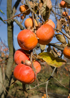 Bare-root Persimmon 'Fuyu' tropical fruit tree by Sow Exotic, showing young branches and root system.