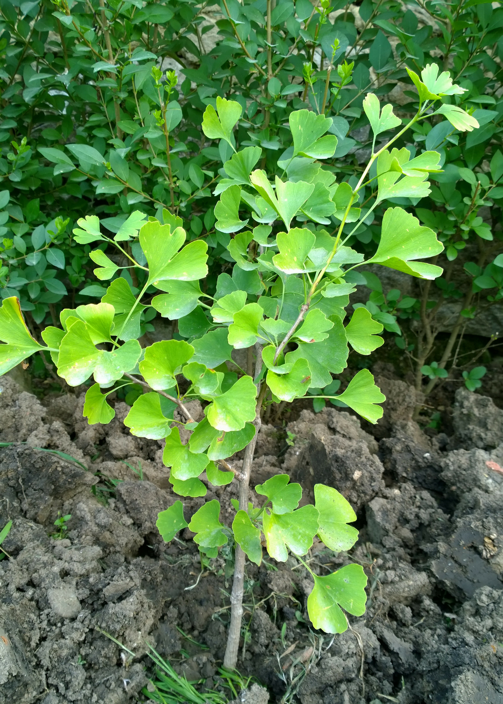 Bare-root Ginkgo biloba tropical fruit tree pack by Sow Exotic, showing two healthy young Ginkgo plants ready for planting.