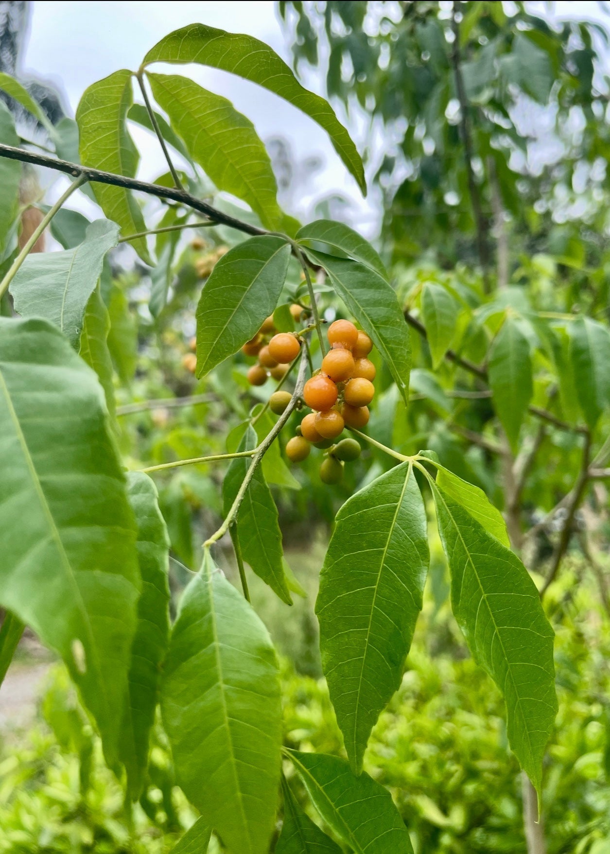 Tropical Chal Chal Allophylus edulis fruit tree by Sow Exotic, showing lush green foliage and young branches.